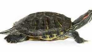 Kolik domovských želv žije